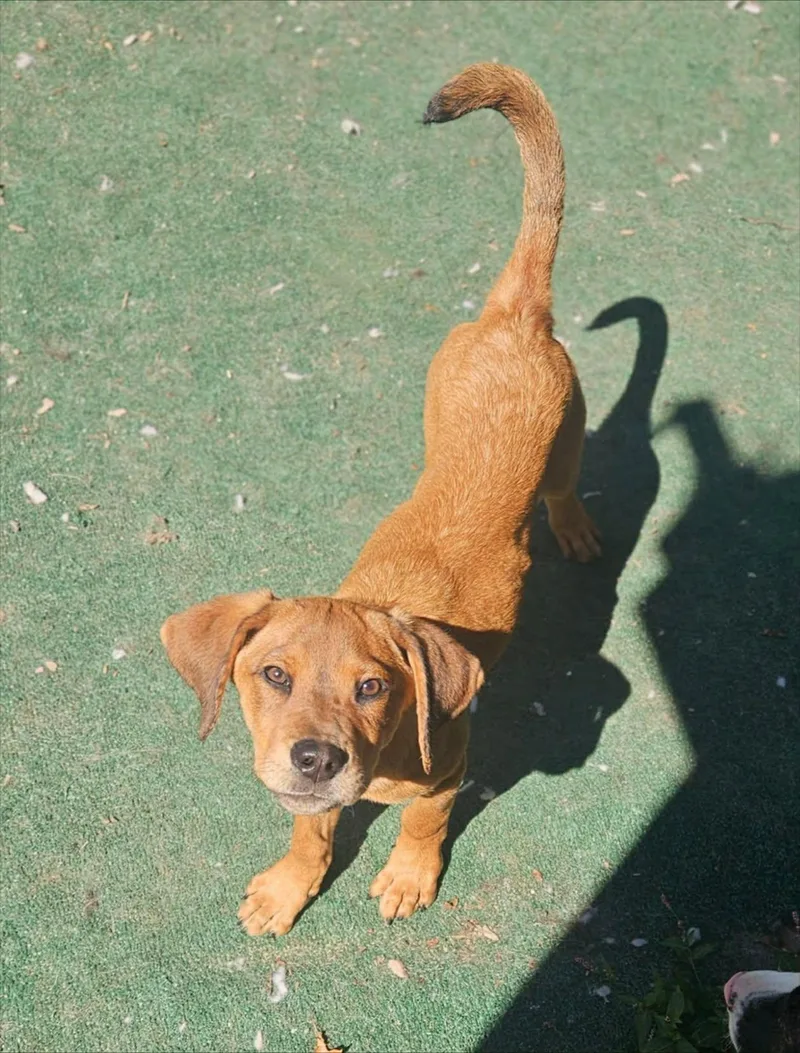 A young medium-sized female Hound dog named Rose for adoption in Holbrook, NY