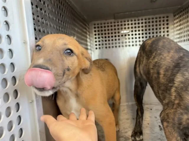 A baby large-sized male Pit Bull Terrier dog named Astro for adoption in Mesa, AZ