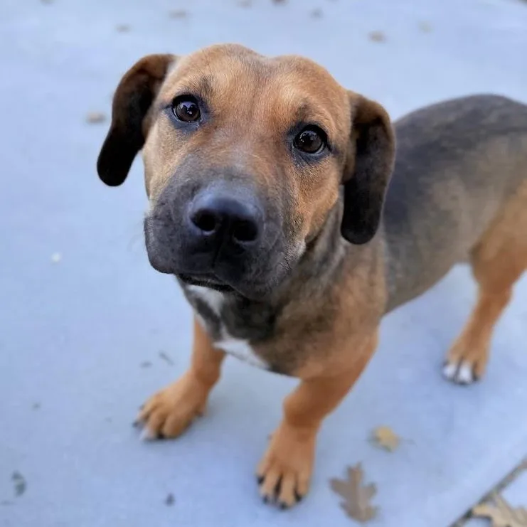 A baby medium-sized female Bicolor Basset Hound dog named Wren for adoption in Mountain Center, CA