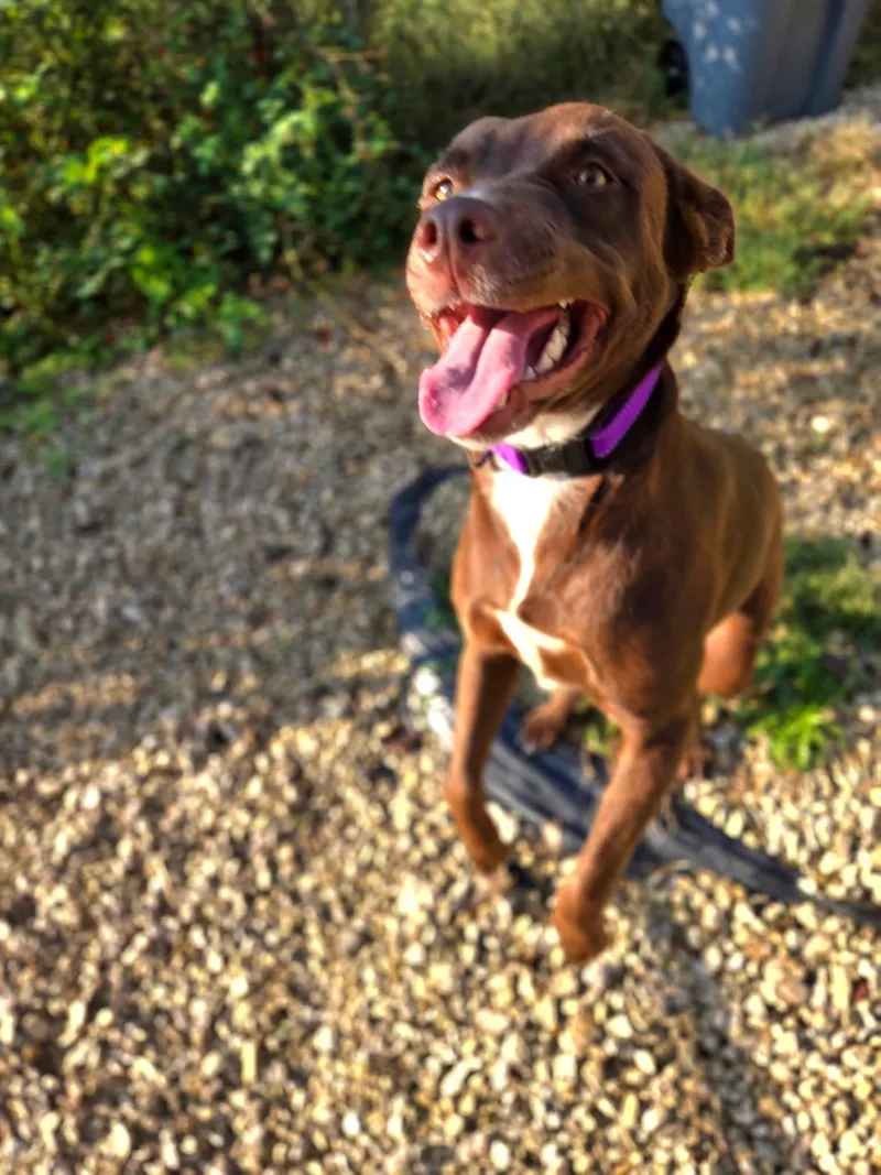 An adult medium-sized female Chocolate Labrador Retriever dog named Tillie for adoption in Manhattan, KS