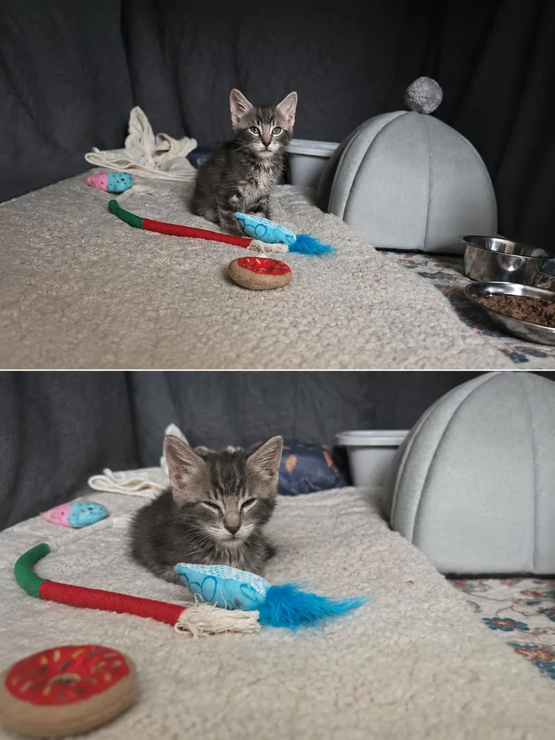 A baby medium-sized male Tabby (Gray / Blue / Silver) Tabby cat named Trix for adoption in Columbia, SC