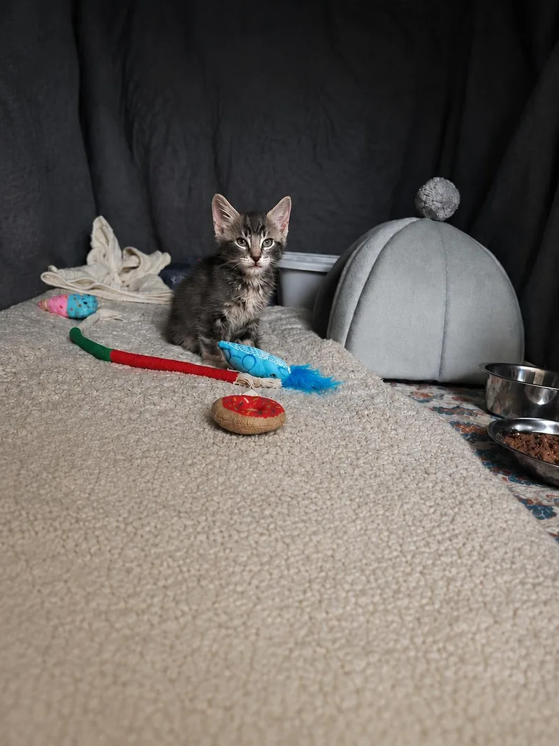 Trix thumbnail 2