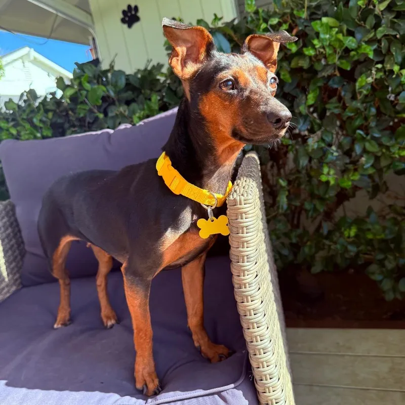 Pepper thumbnail 2