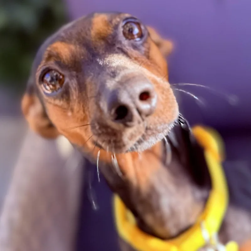 Pepper thumbnail 4
