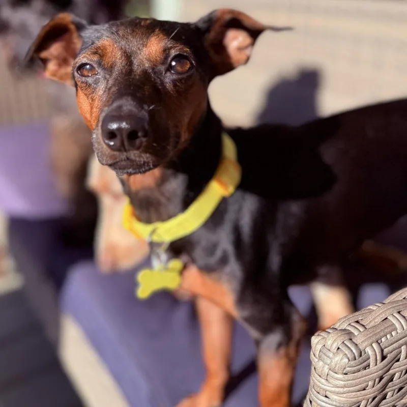 Pepper thumbnail 5