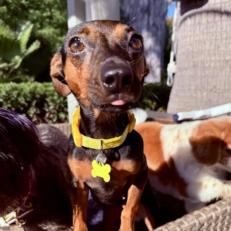 Pepper thumbnail 6