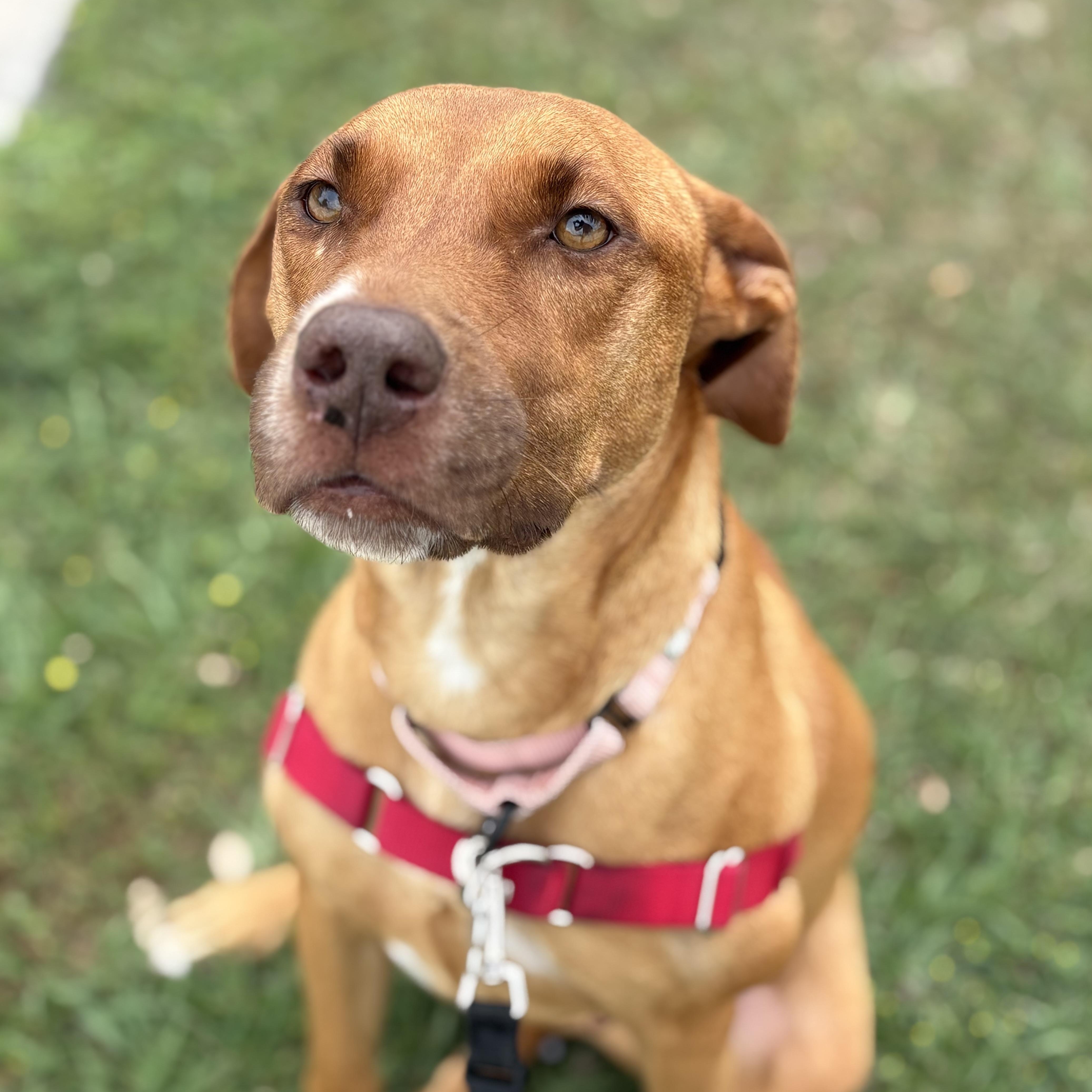 An adult medium-sized female Golden Labrador Retriever dog named Penny for adoption in Houston, TX