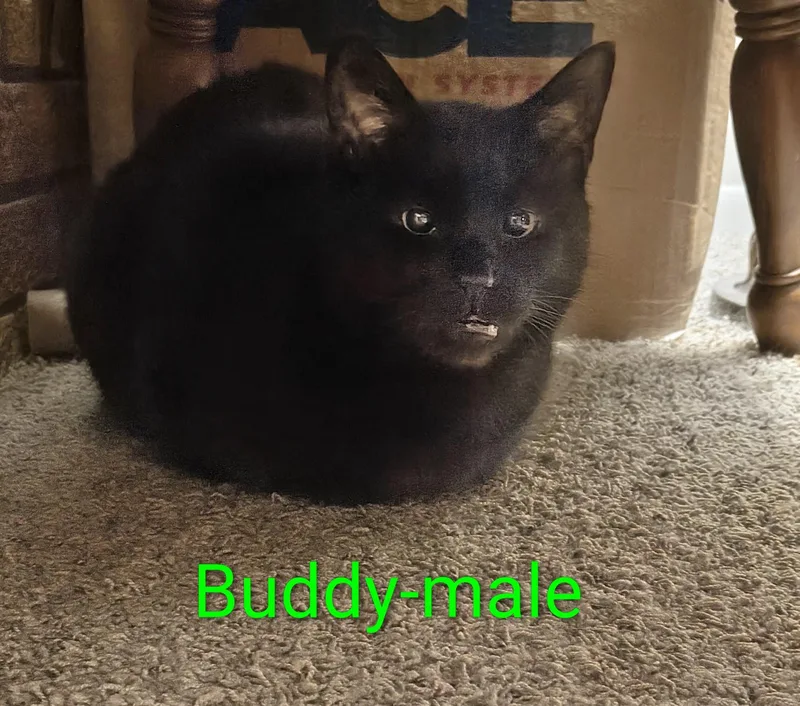 An adult large-sized male Black Domestic Short Hair cat named Buddy for adoption in Marlette, MI