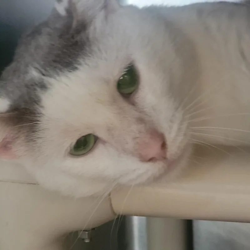 An adult medium-sized male Tabby (Gray / Blue / Silver) Domestic Short Hair cat named Stewy for adoption in Myrtle Beach, SC