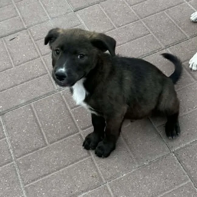 A baby medium-sized male Brown / Chocolate Labrador Retriever dog named Anthony for adoption in Spring, TX