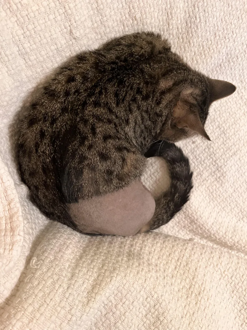 An adult medium-sized female Tabby (Brown / Chocolate) Tabby cat named Catniss for adoption in Brick, NJ