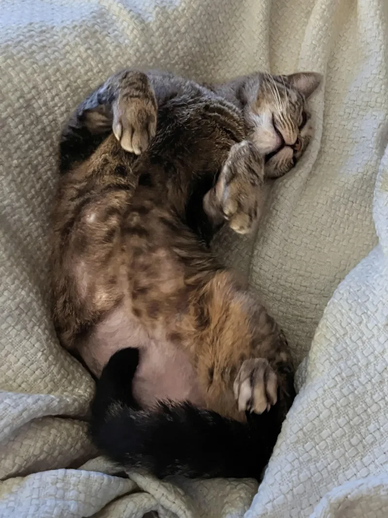 Catniss thumbnail 2
