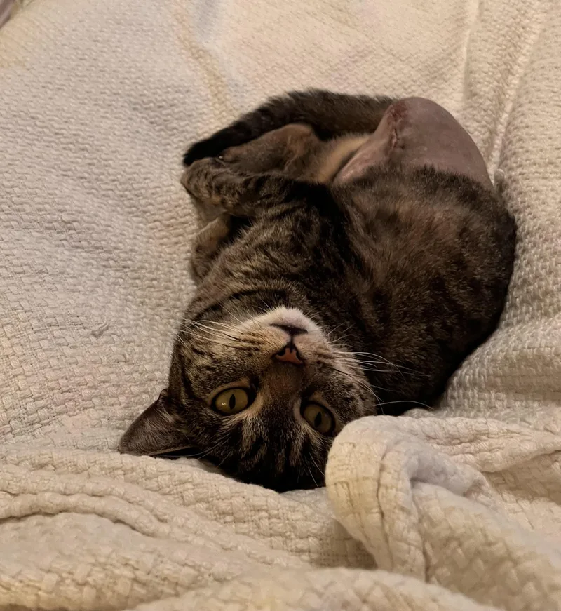 Catniss thumbnail 3