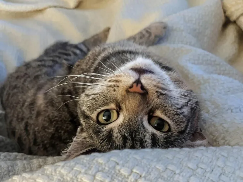 Catniss thumbnail 4