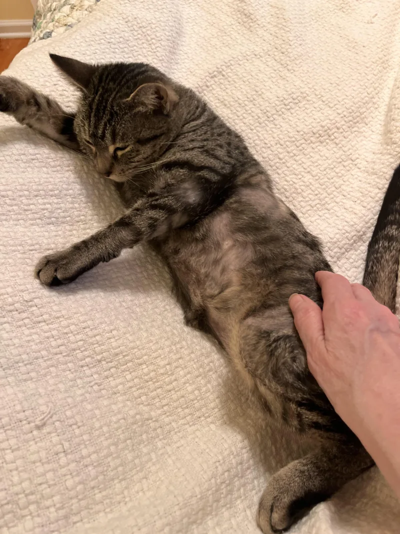 Catniss thumbnail 5