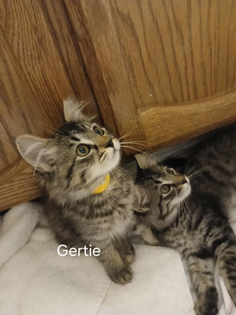 A baby small-sized male Tabby (Gray / Blue / Silver) Domestic Medium Hair cat named Gertie for adoption in Elk Grove, CA