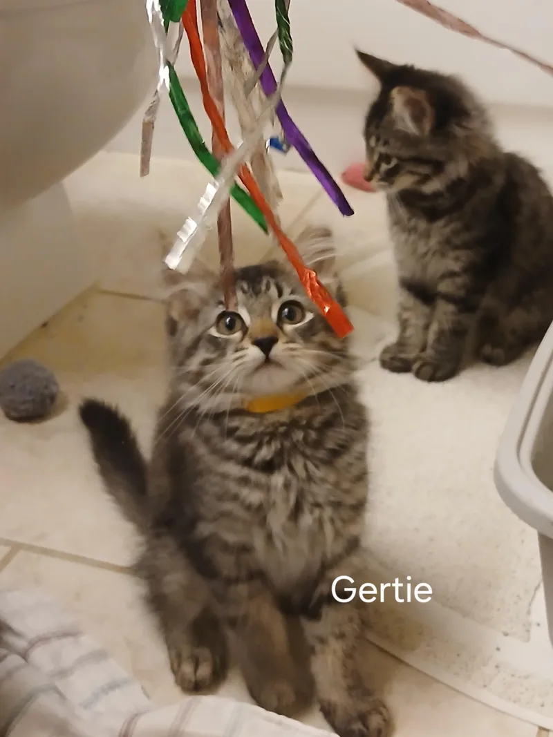 Gertie thumbnail 3