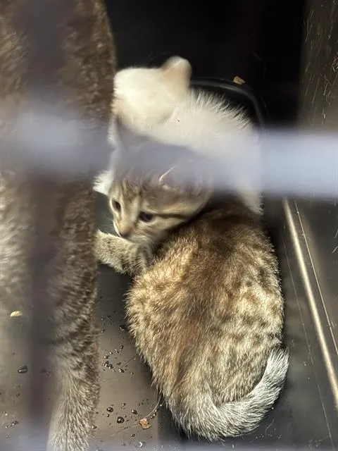 A baby small-sized female Domestic Short Hair cat named Fia for adoption in Fort Walton Beach, FL