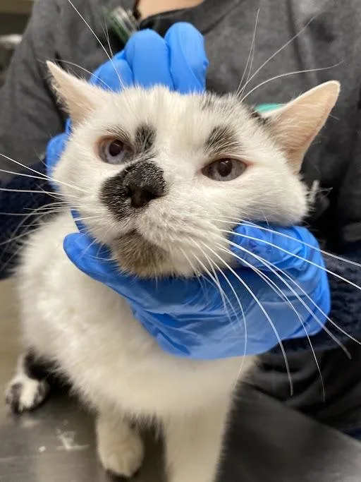 A senior small-sized male Domestic Medium Hair cat named Mouse for adoption in Las Vegas, NV