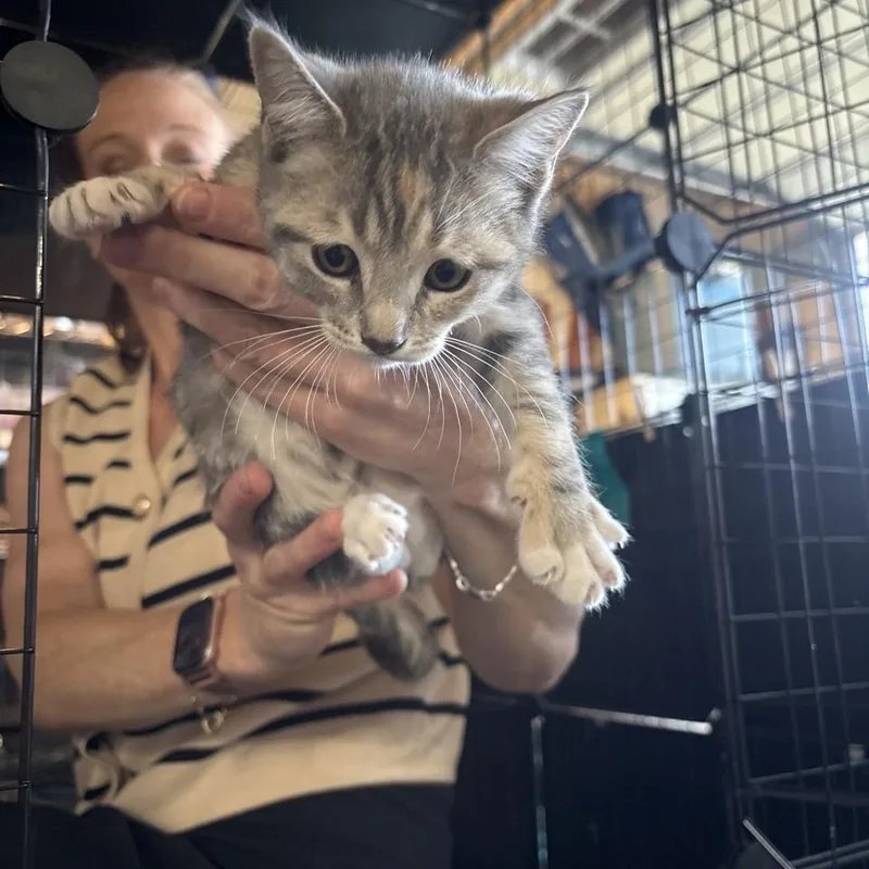 A baby small-sized female Torbie Domestic Short Hair cat named Corkscrew for adoption in Westminster, CA