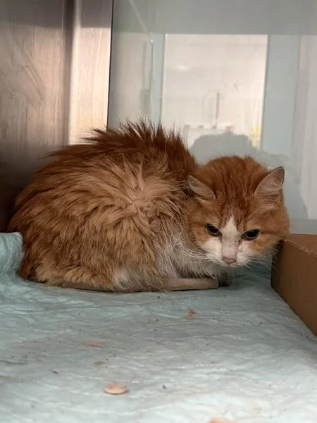 A senior small-sized female Domestic Short Hair cat named Creamsicle for adoption in Ridgewood, NY