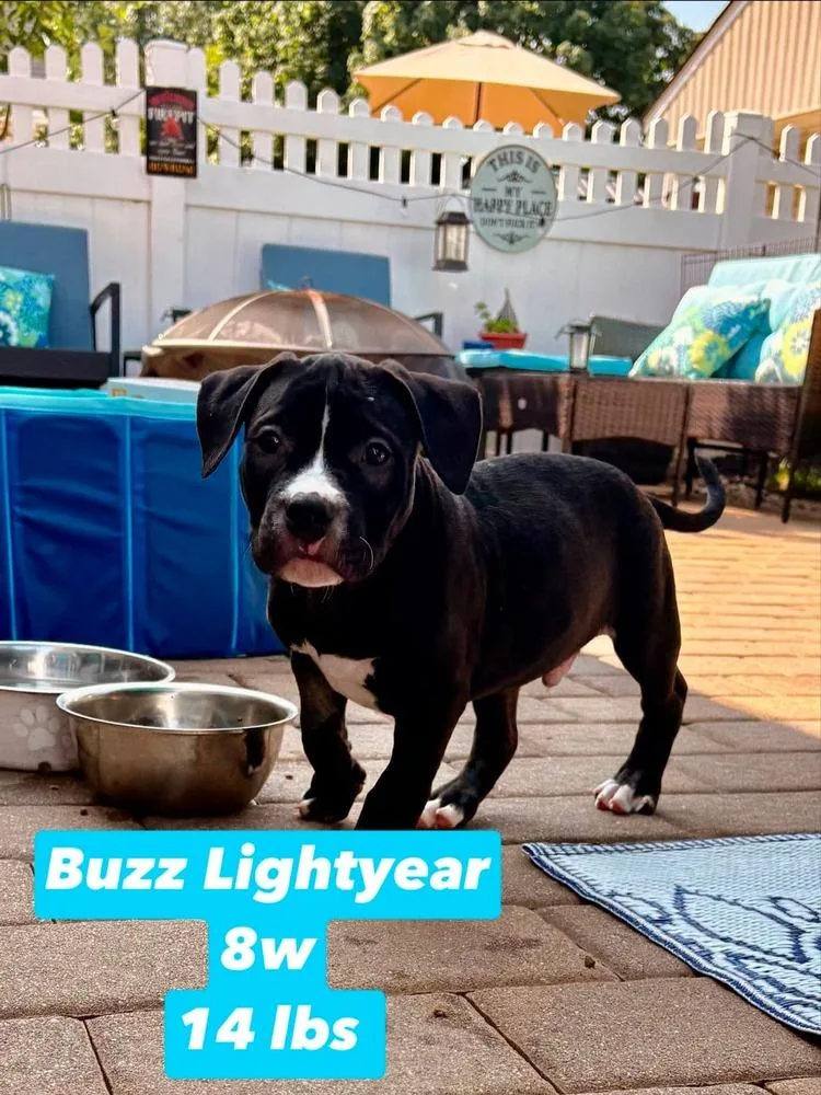 A baby medium-sized male Tricolor (Brown, Black, & White) American Staffordshire Terrier dog named Buzz Lightyear for adoption in Valley Stream, NY