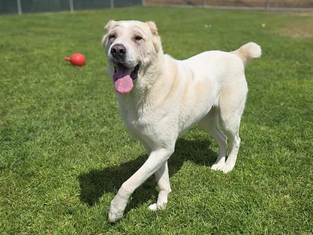 An adult large-sized female Mastiff dog named Naga for adoption in Auburn, CA