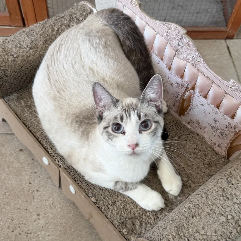 Bp Siamese thumbnail 2