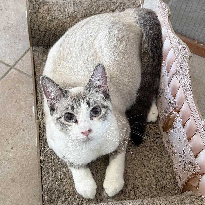 Bp Siamese thumbnail 3