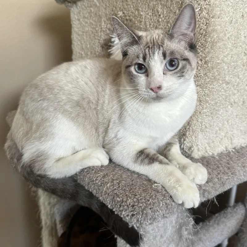 Bp Siamese thumbnail 4