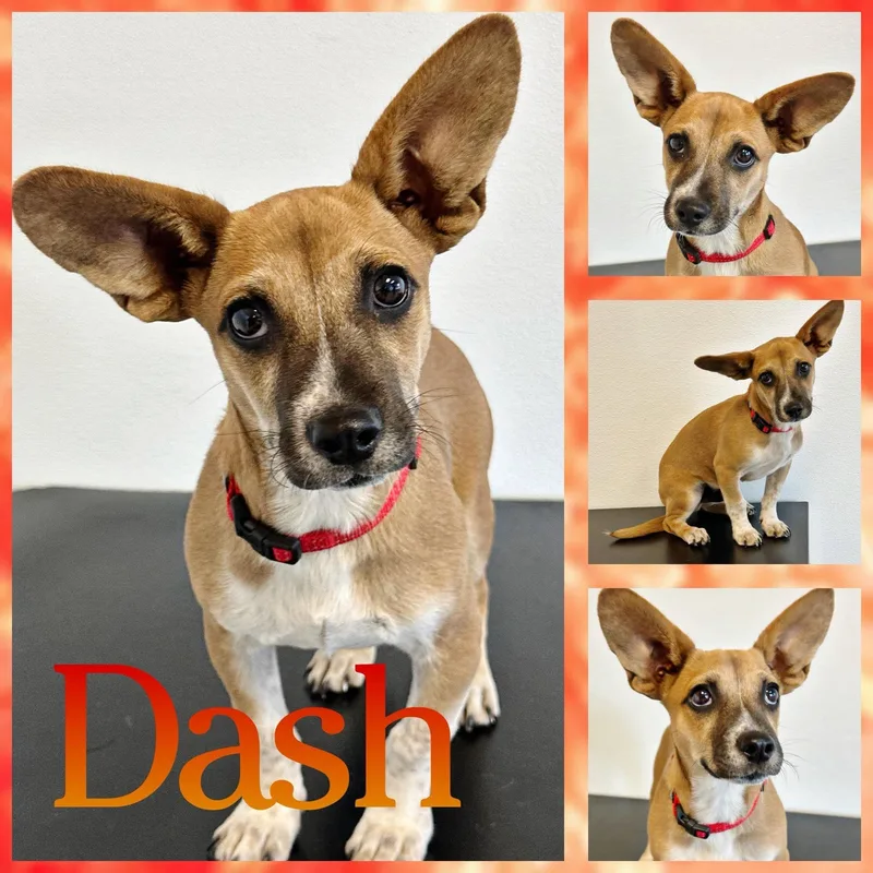 A baby medium-sized male Yellow / Tan / Blond / Fawn Terrier dog named Dash for adoption in Hatfield, PA