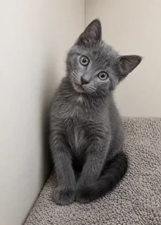A baby small-sized male Gray Domestic Short Hair cat named Gulf for adoption