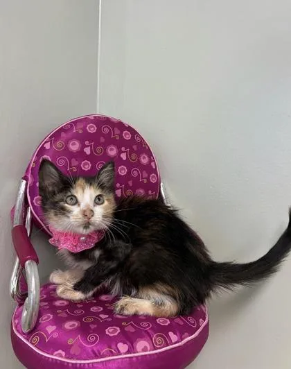 A baby medium-sized female Domestic Short Hair cat named Demi for adoption in Picayune, MS
