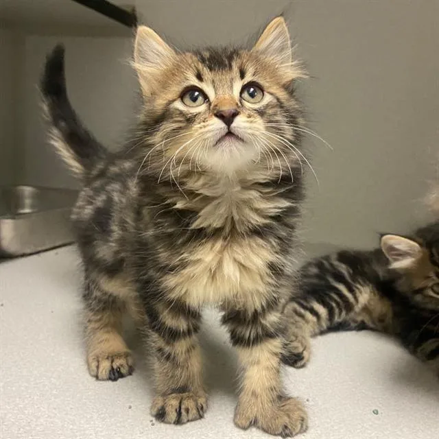 A baby small-sized male Domestic Medium Hair cat named Toulouse for adoption in Aurora, CO