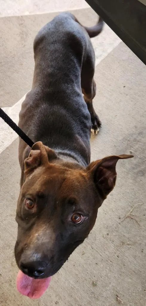 A young small-sized male Pit Bull Terrier dog named Skunk for adoption in Belton, TX