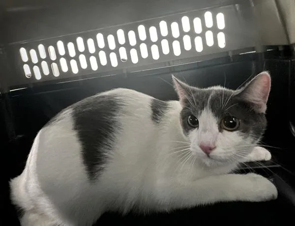 A young medium-sized female Domestic Short Hair cat named Gray Girl for adoption in Ridgewood, NY
