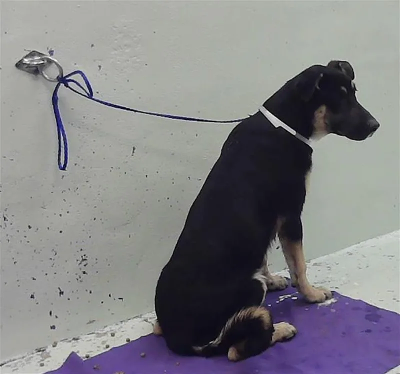 A young medium-sized male Labrador Retriever dog named Monte for adoption in Houston, TX