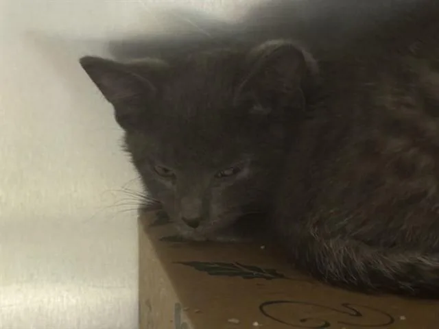 A baby small-sized male Domestic Short Hair cat named Michelangelo for adoption in Saint Louis, MO