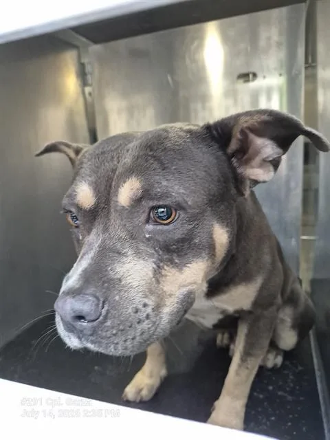 A young medium-sized male American Staffordshire Terrier dog named Brick Mcstoney for adoption in San Antonio, TX