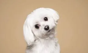 An adult medium-sized male White Afghan Hound dog named Rms created for adoption