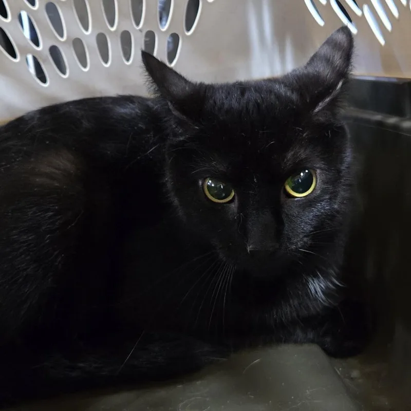 A young medium-sized female Black Domestic Short Hair cat named Wind for adoption in Newark, NJ