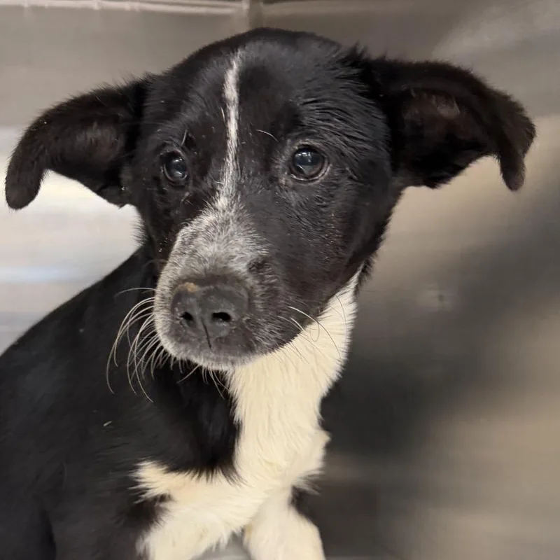 A baby medium-sized female Black Mixed Breed dog named Empress for adoption in Midland, TX