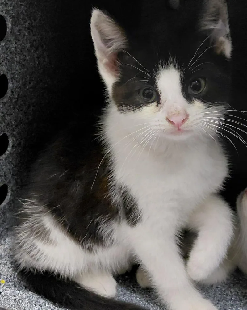 A baby small-sized female Domestic Medium Hair cat named Kathy for adoption in Henderson, NC