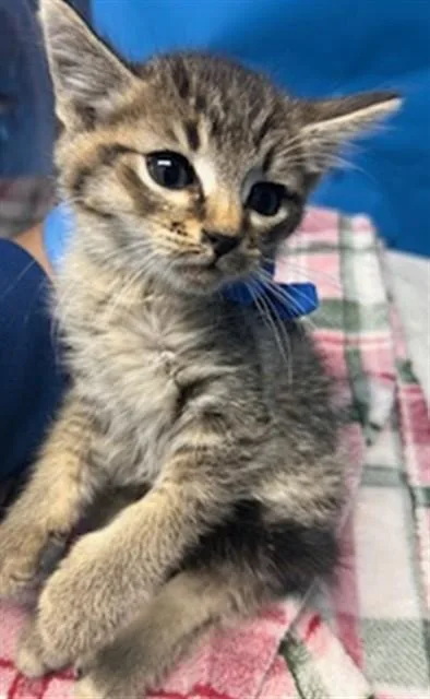 A baby small-sized male Domestic Medium Hair cat named A for adoption in Gardena, CA