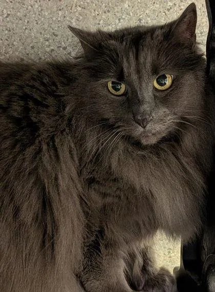 An adult large-sized female Domestic Long Hair cat named Natasha for adoption in Eugene, OR