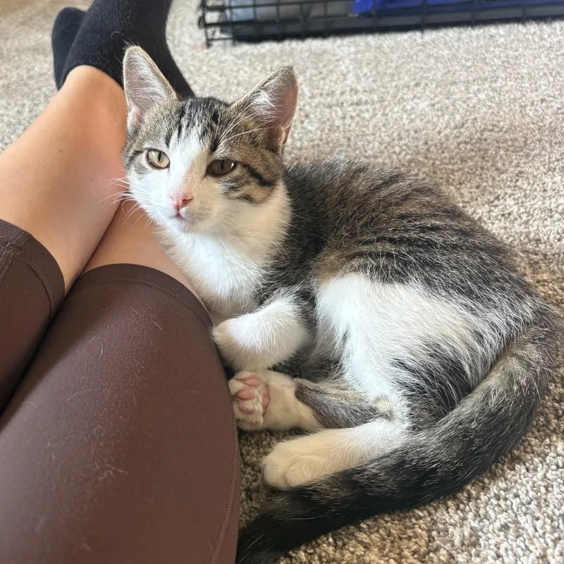 A baby small-sized female Brown / Chocolate Domestic Short Hair cat named Zena for adoption in Mondovi, WI