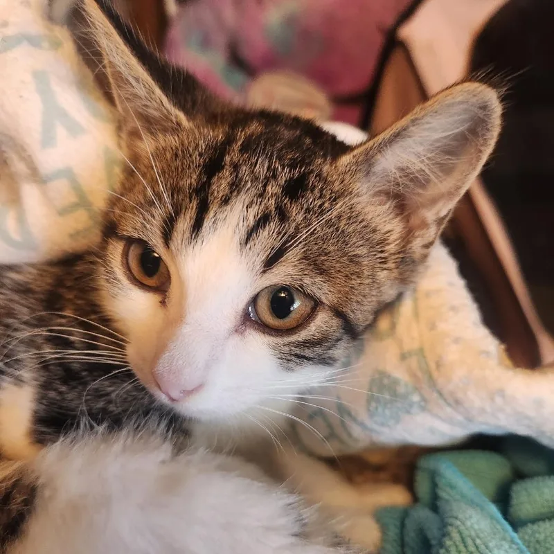 Zena thumbnail 2