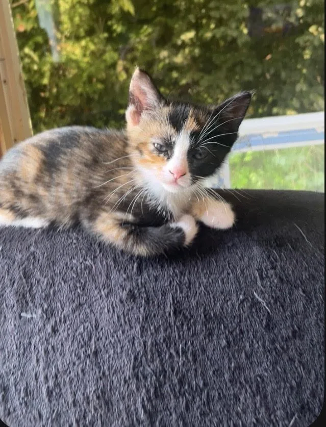 A baby small-sized female Domestic Short Hair cat named Puzzel for adoption in Johnson City, TN