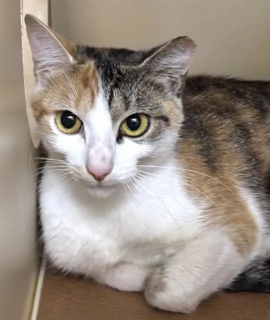 A young medium-sized female Domestic Short Hair cat named Deanie for adoption in Dedham, MA