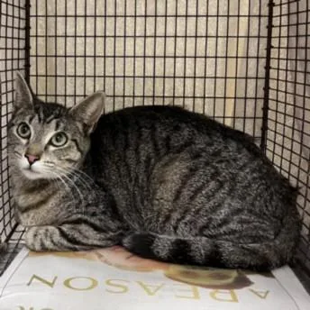 A young medium-sized female Domestic Short Hair cat named Squishy for adoption in Los Angeles, CA